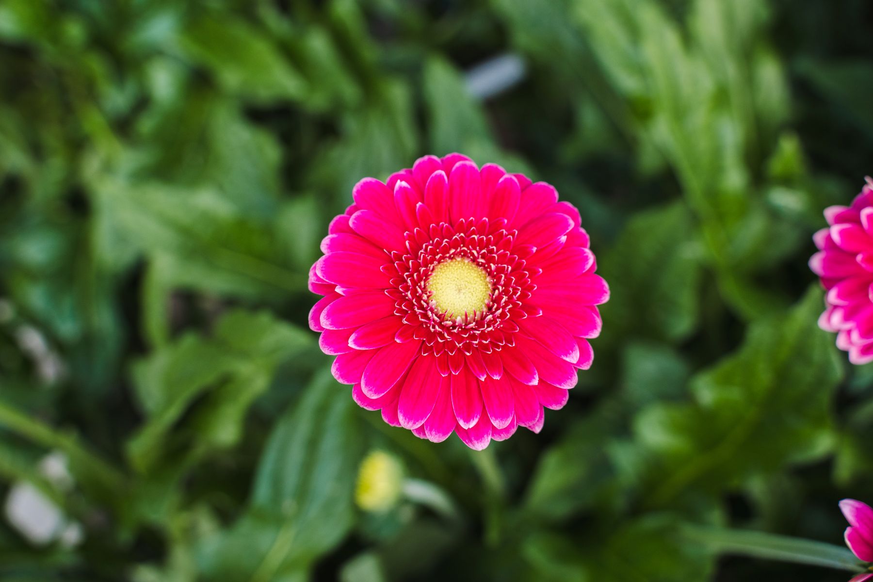 Gerbera Sary
