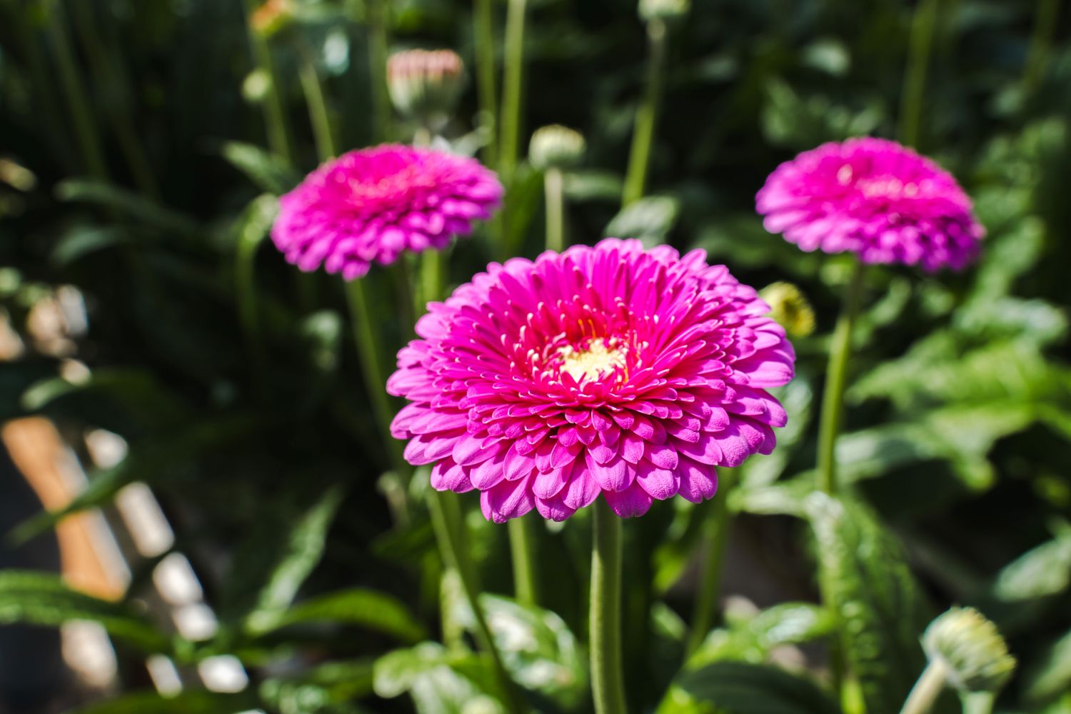 Gerbera Snuffy