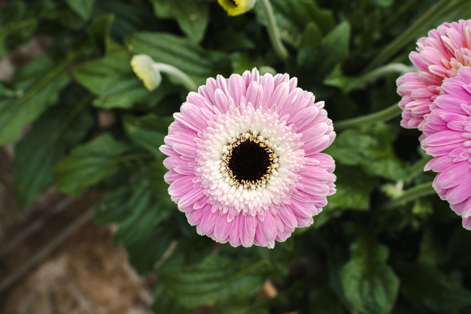 Gerbera Tahiti