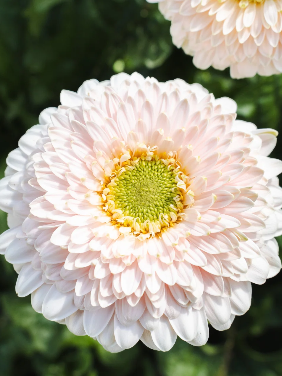 Gerbera Golf Golf