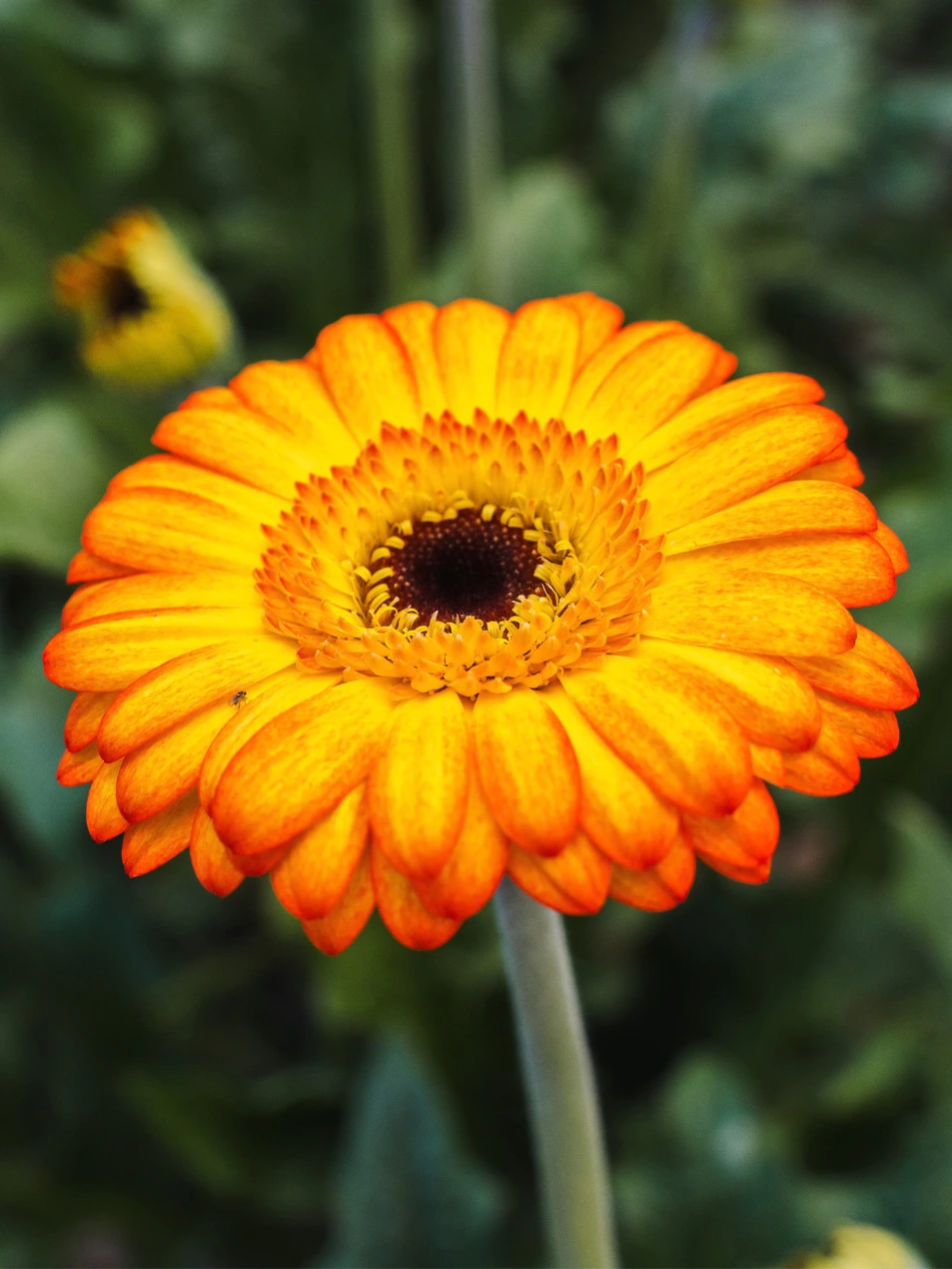 Gerbera Helia
