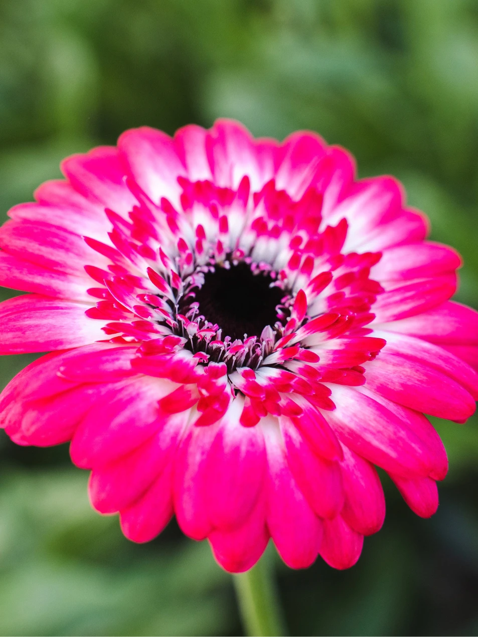 Gerbera Jagoda