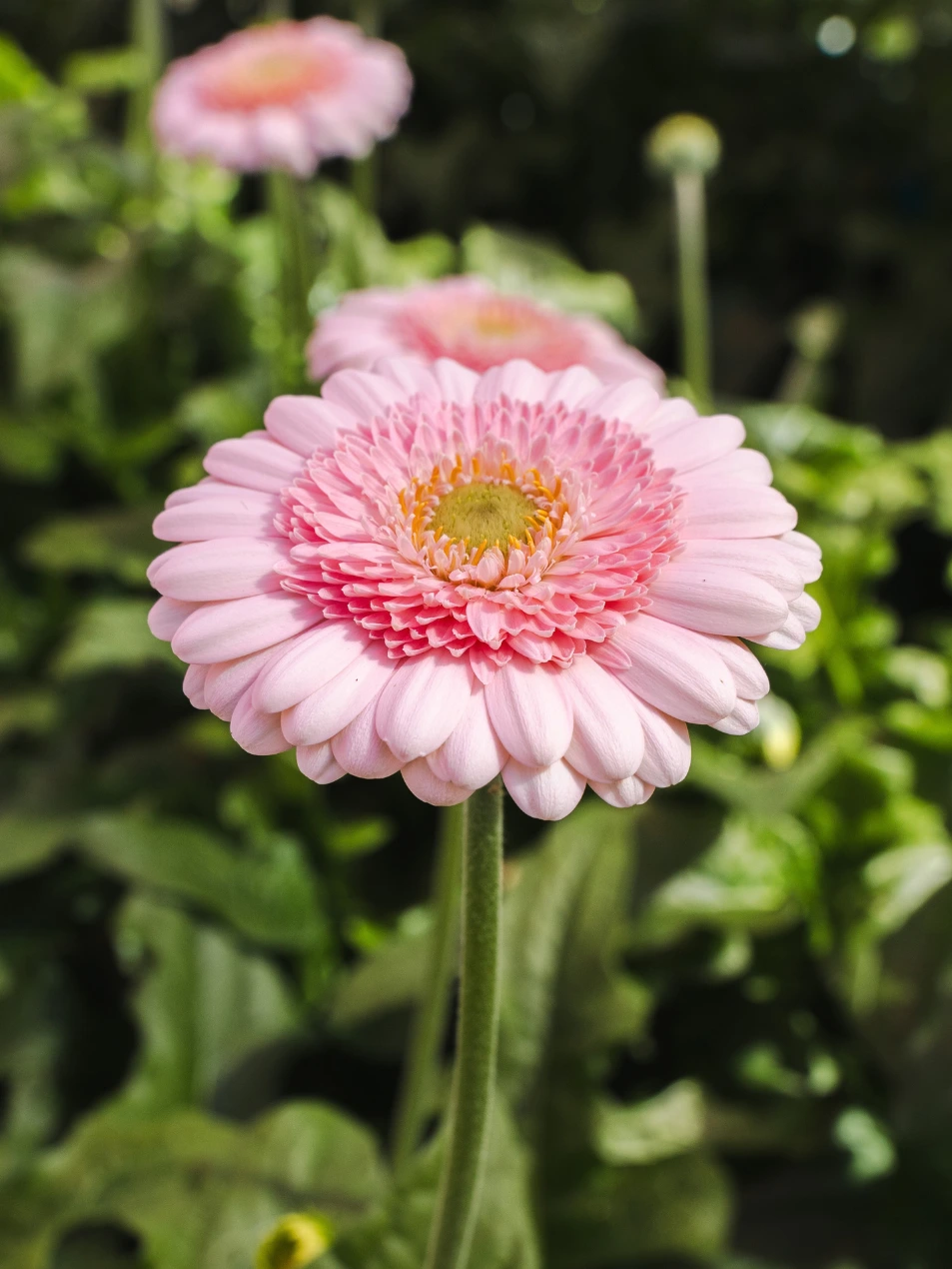 Gerbera Lavie
