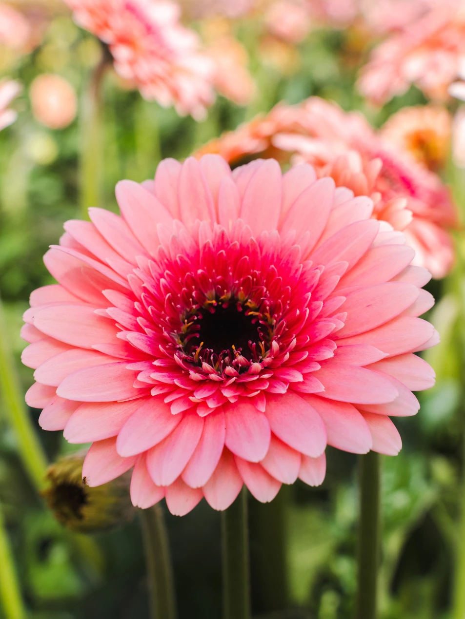 Gerbera Prada