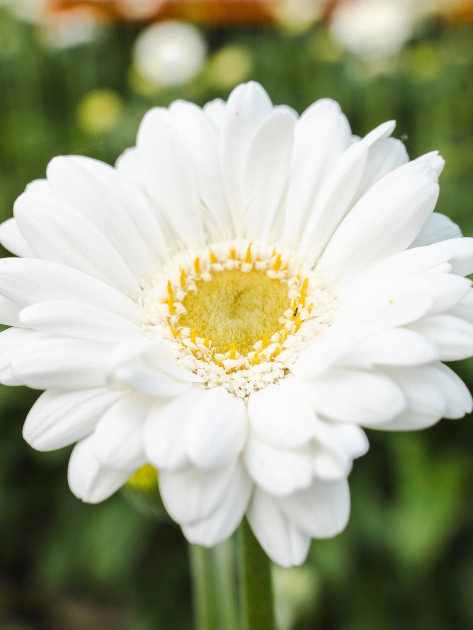 Gerbera Ringo