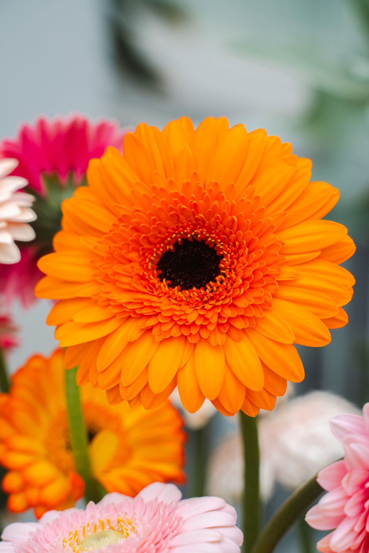 Gerbera Santiago