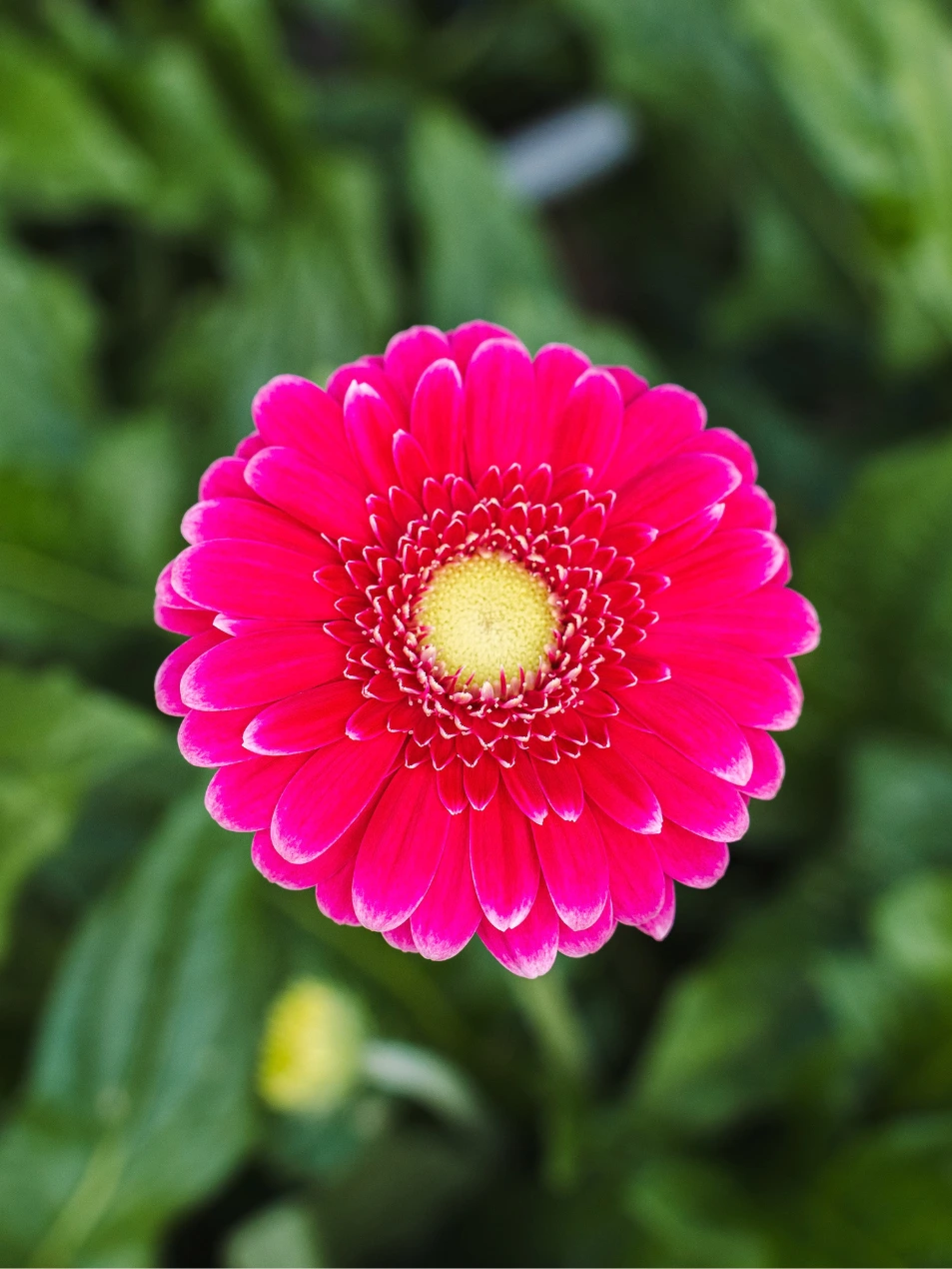 Gerbera Sary