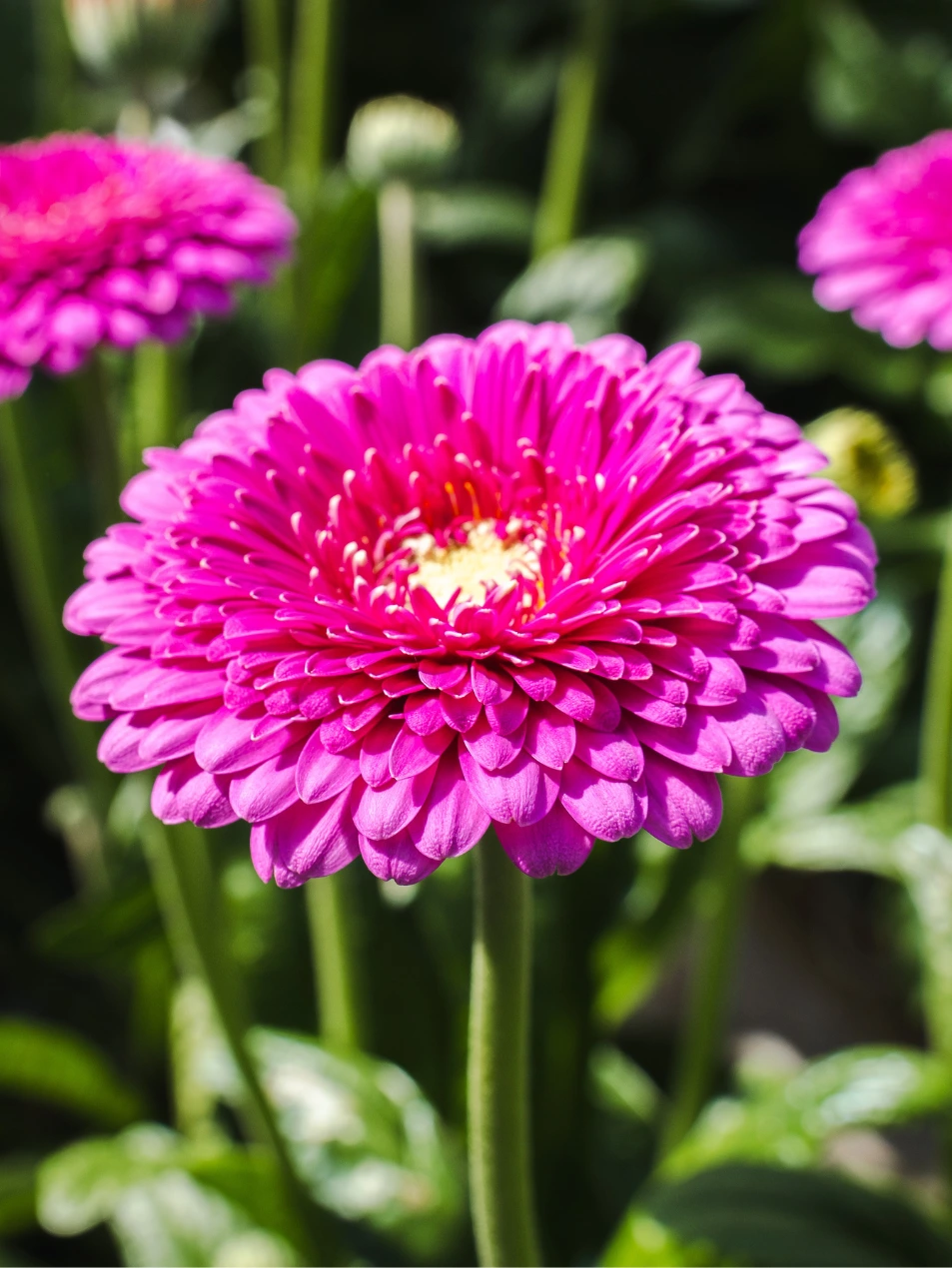 Gerbera Snuffy