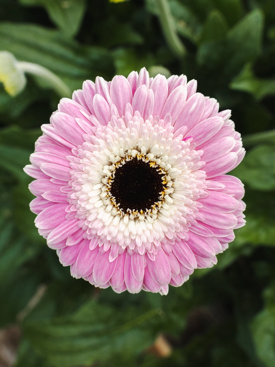 Gerbera Tahiti