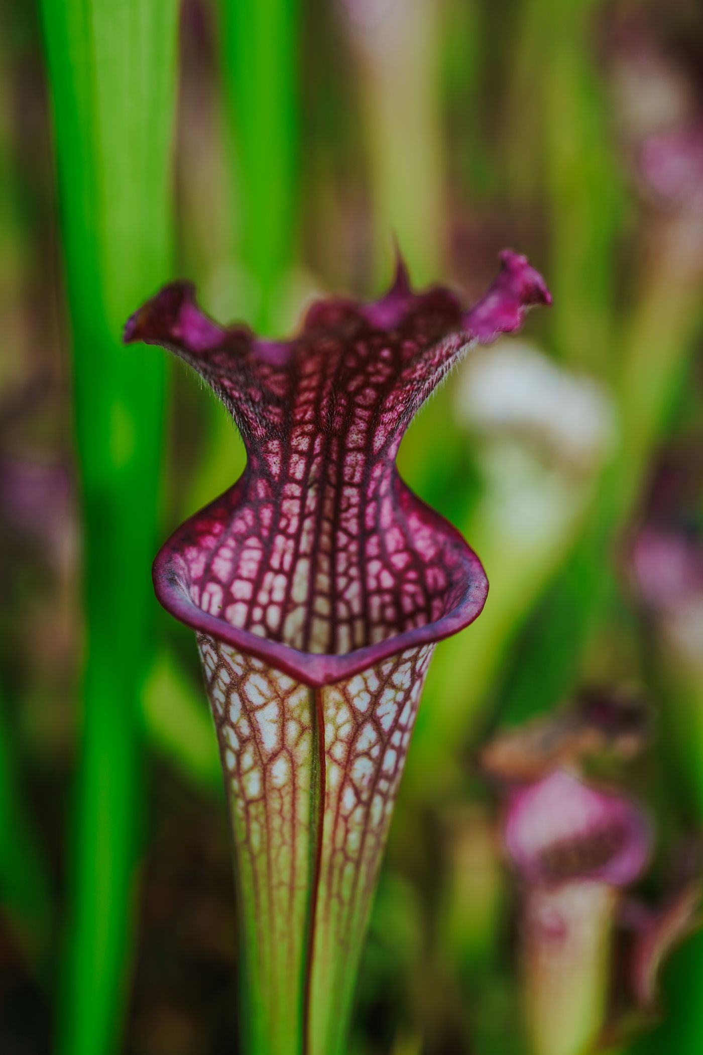 Sarracenia als bloem