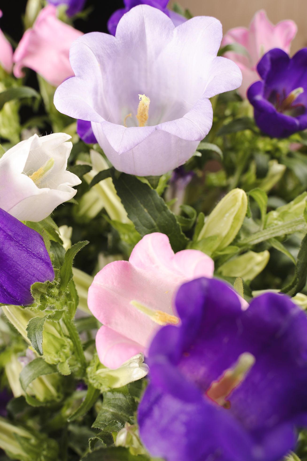 Snij Campanula