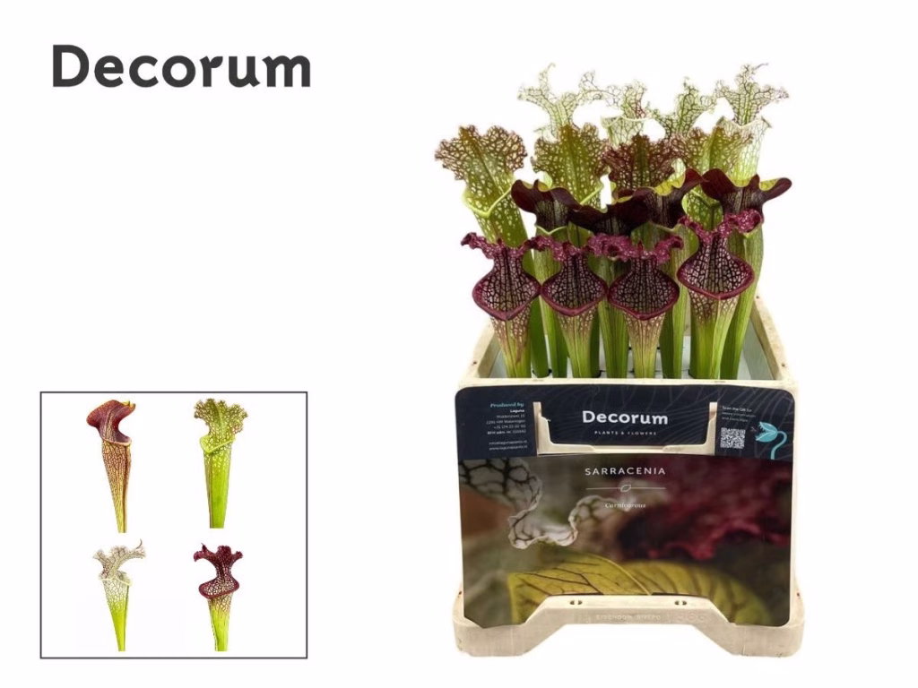 Snij Sarracenia