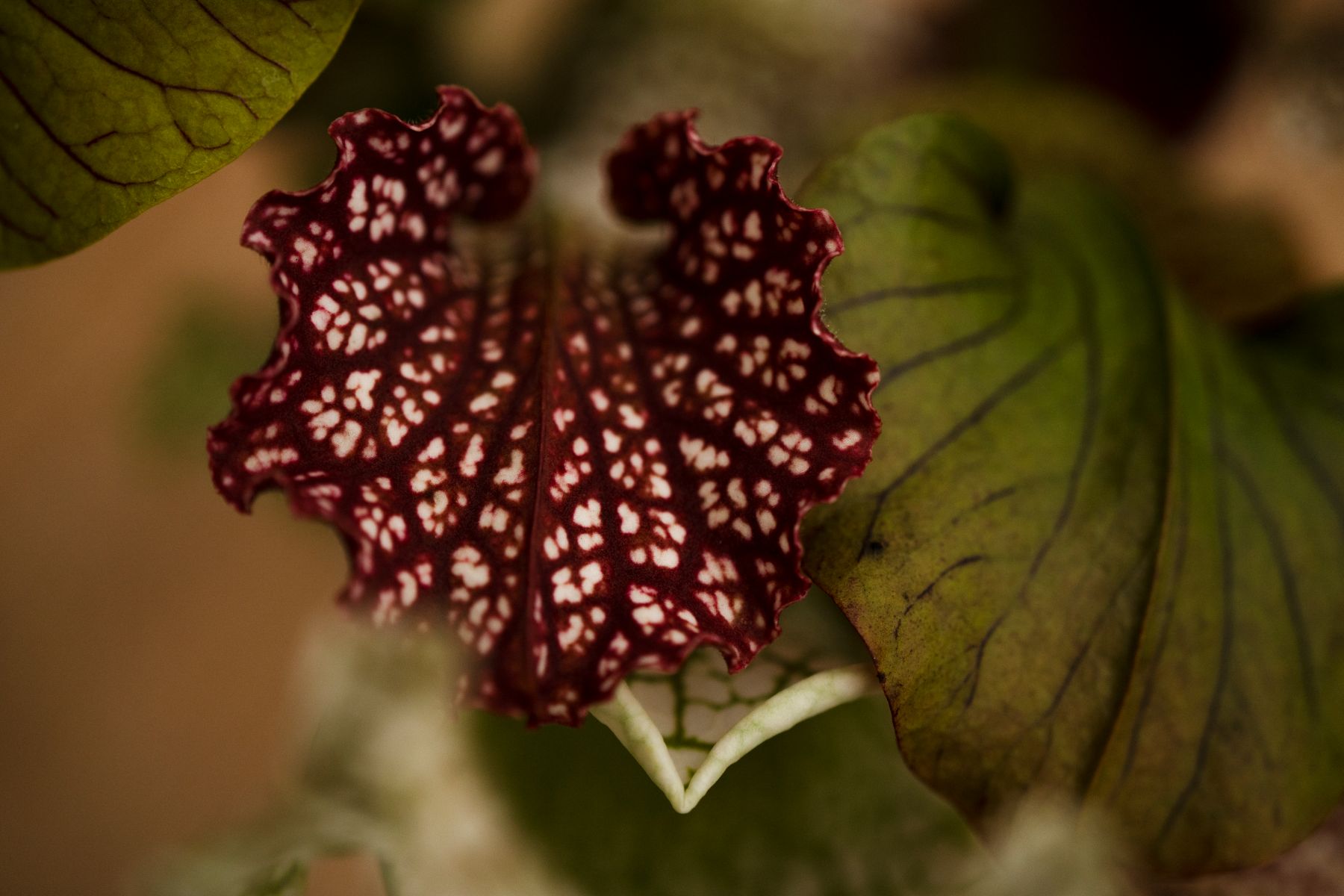 Snij Sarracenia