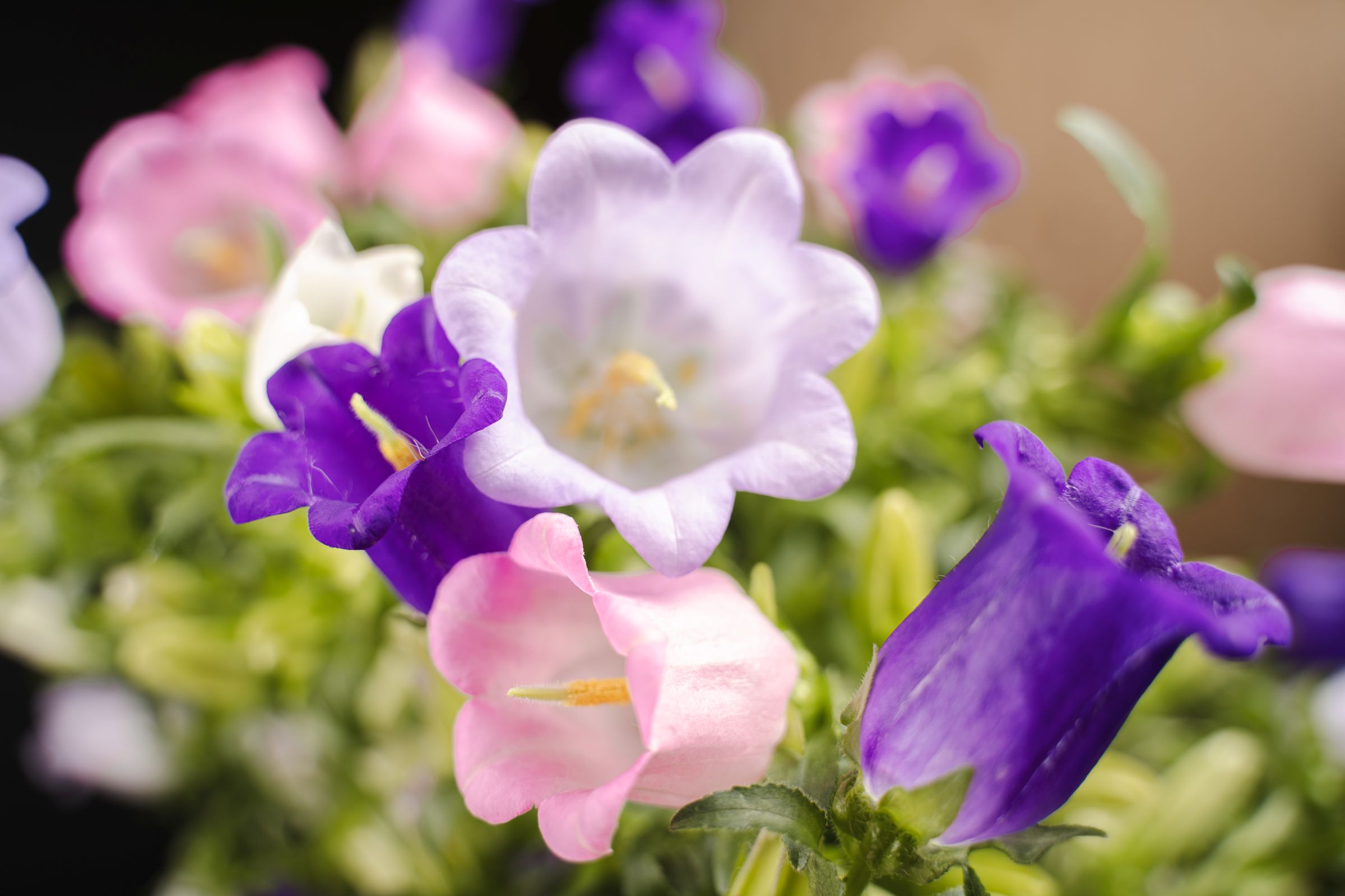 Snij Campanula de Waal Tuil